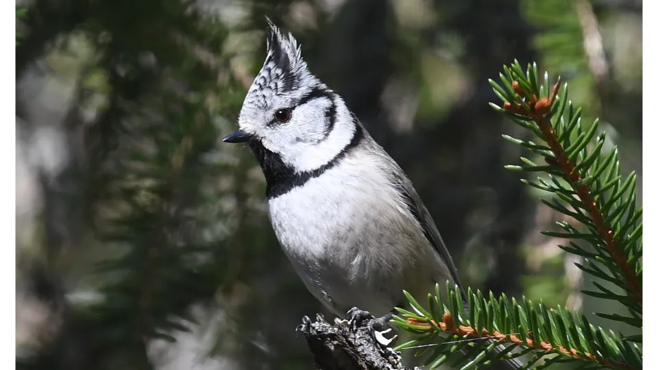 Framsidan på årsrapporten för 2024