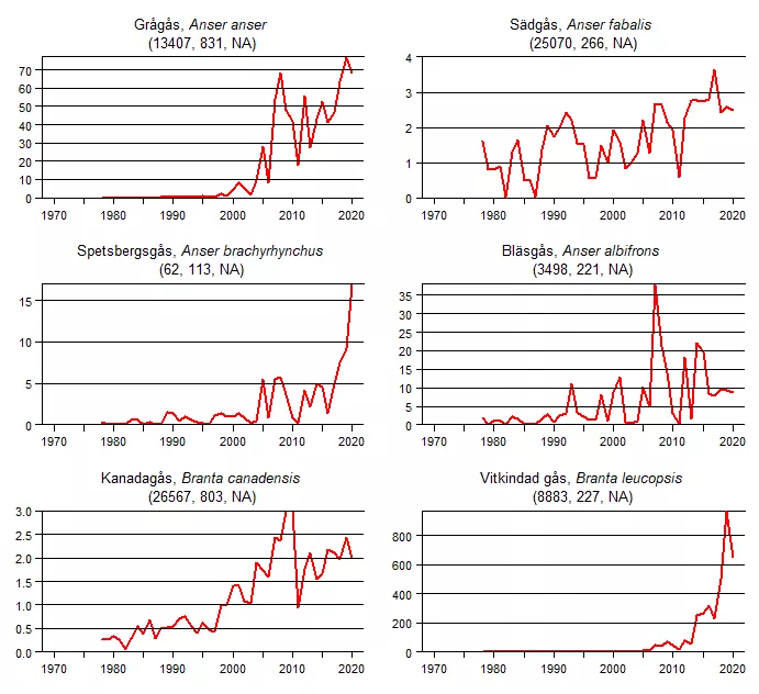 Diagram över trender i antal gäss i januari. Illustration.
