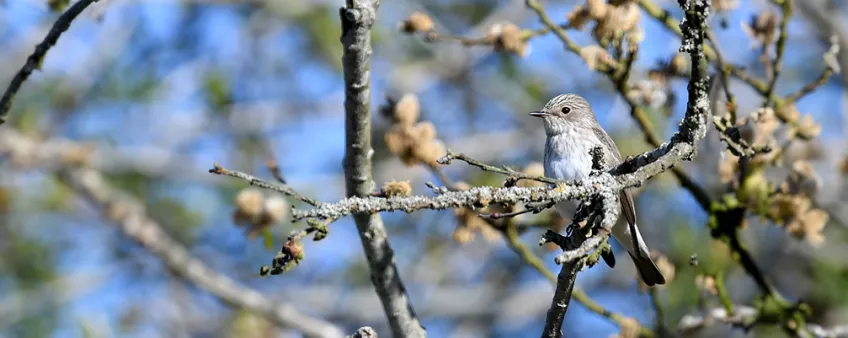En fågel sitter på en gren. Foto.