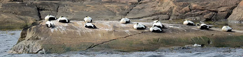 Flera fåglar som ligger på en klippa och sover. Foto.