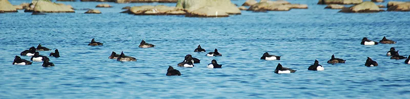Flera fåglar som simmar tillsammans. Foto.