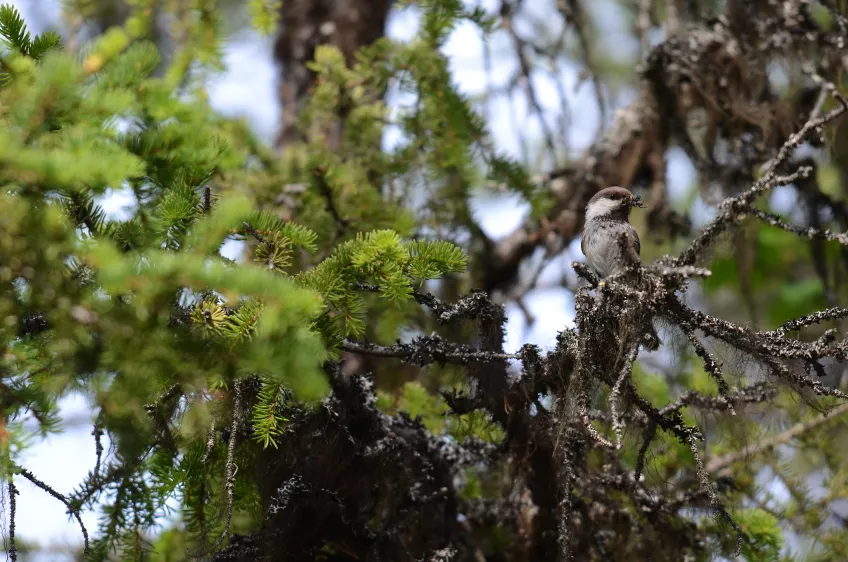 En fågel sitter i ett träd med munnen full av insekter. Foto.