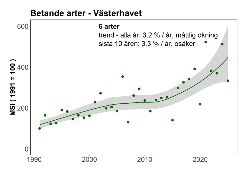 Indikatorn för övervintrande sjöfåglar i Västerhavet - betande arter